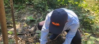 Plant Your Own Mangrove Forest