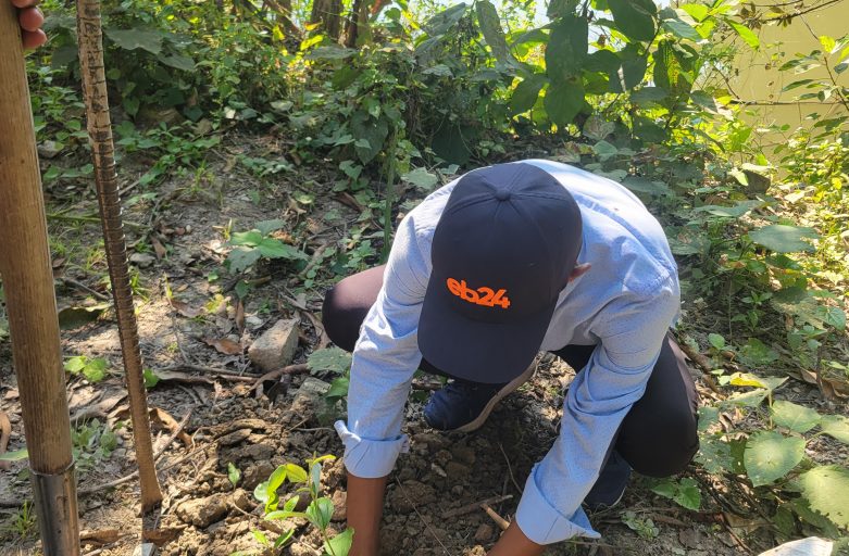 Plant Your Own Mangrove Forest